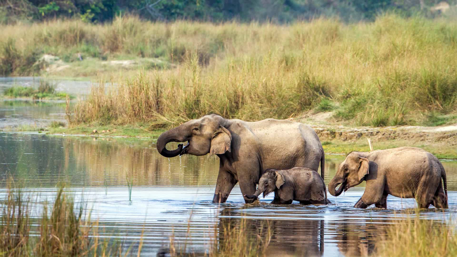 Ethical Elephant Walk Nepal – Bond with Elephants Responsibly at Hotel Crown Himalayas Terai Resort - Hotel Crown Himalayas Blog