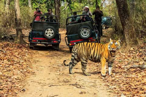 5 Nights 6 Days Ultimate Nepal Wildlife Safari – Jungle Walks, Bird Watching, Homestay & Private Jeep - Hotel Crown Himalayas Blog