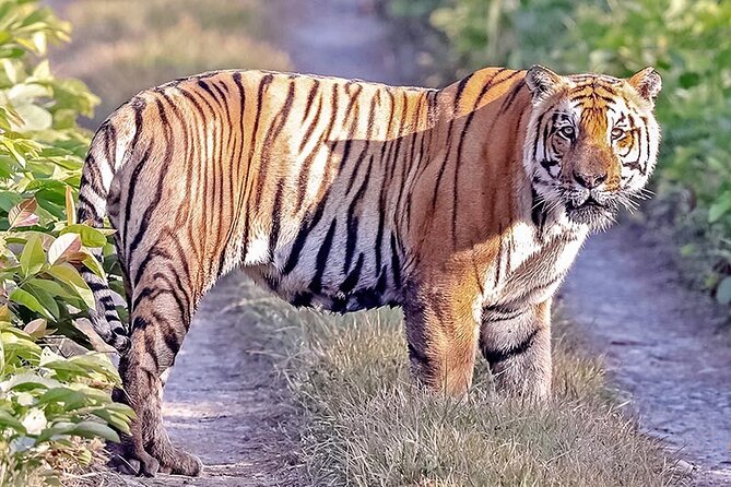 Tiger Tracking Nepal – 4 Nights 5 Days Safari Package with Expert Naturalist Guides - Hotel Crown Himalayas Blog