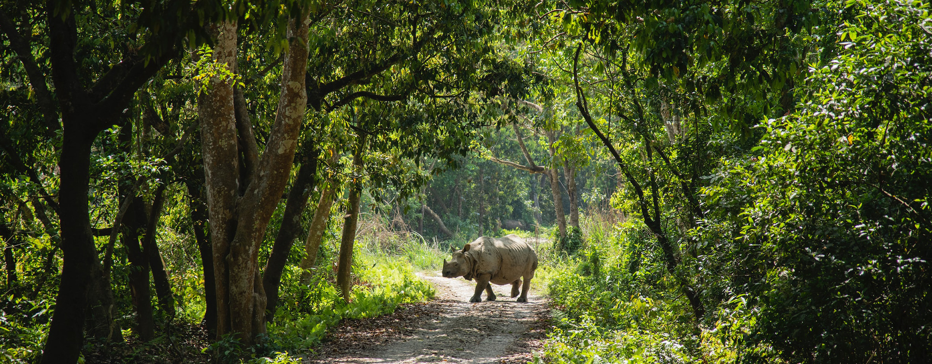 3 Nights 4 Days Chitwan Wildlife Safari Package – Rhino, Tiger, Cycling & Tharu Village - Hotel Crown Himalayas Blog